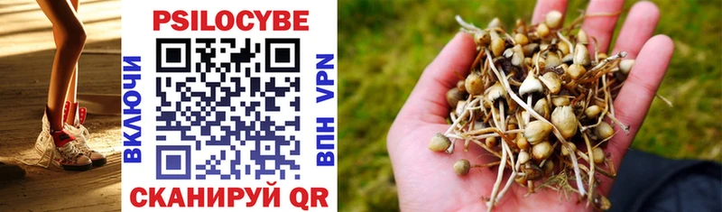 Купить закладки  Химки  Псилоцибиновые грибы Cubensis 